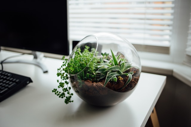 Potted plant beside computer